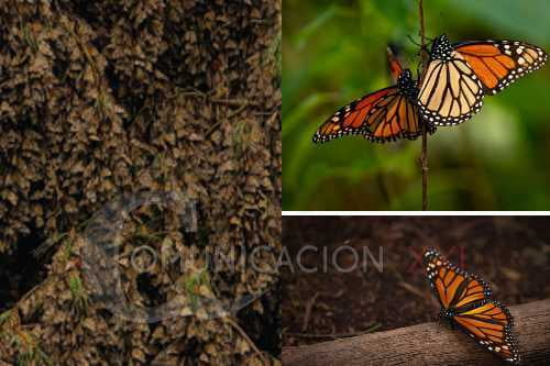 Ya llegó la mariposa monarca a Donato Guerra, San José del Rincón y Temascaltepec